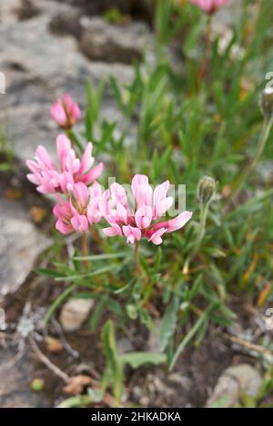 Trifolium alpinum in Blüte Stockfoto