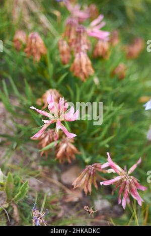 Trifolium alpinum in Blüte Stockfoto