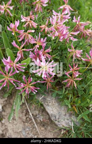 Trifolium alpinum in Blüte Stockfoto