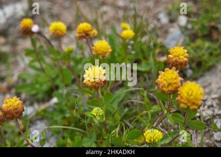 Trifolium-Badium-gelber Blütenstand Stockfoto