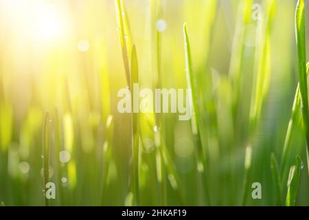 Grünes Gras natürlicher Hintergrund, Frühling, weicher Fokus. Stockfoto
