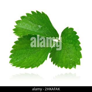 Erdbeerblatt isoliert auf weißem Hintergrund mit Schnittpfad Stockfoto
