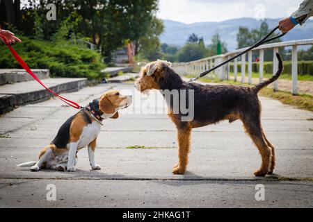 Freundschaft zwischen zwei Hunden zu Fuß. Beagle und Airedale Terrier Stockfoto