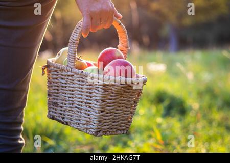 Die Frau hält einen kleinen Korbkorb voll geernteter Äpfel. Herbstsaison im Obstgarten. Selbst angebaute Äpfel. Stockfoto