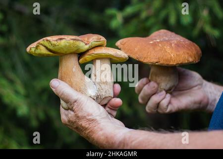 Mann, der einen schönen essbaren Pilz in den Händen hält. Sammeln von Steinpilzen im Wald. Stockfoto