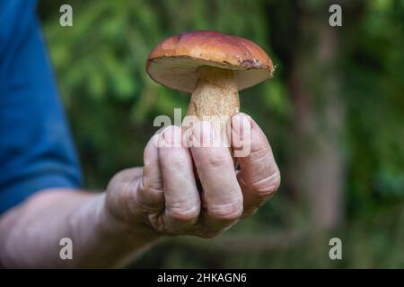 Mann, der einen schönen essbaren Pilz in den Händen hält. Sammeln von Steinpilzen im Wald. Stockfoto