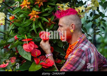 London, Großbritannien. 3. Februar 2022. Henck Röling, ein freiwilliger Blumenhändler im Haus, pflegt Anthurien (Flamingoblüme). Vorschau auf das Orchideenfestival von Kew Gardens im Princess of Wales Conservatory, das letztes Jahr aufgrund der Pandemie abgesagt wurde. Das diesjährige Festival feiert Costa Rica als globalen Hotspot der biologischen Vielfalt und Vorbild für den Schutz, mit Ausstellungen aus bunten Orchideen und tropischen Pflanzen. Die Ausstellung läuft vom 5. Februar bis zum 6. März 2022. Kredit: Stephen Chung / Alamy Live Nachrichten Stockfoto