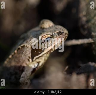 Nahaufnahme des Chefs Eines jungen Frosches, Rana temporaria, New Forest UK Stockfoto