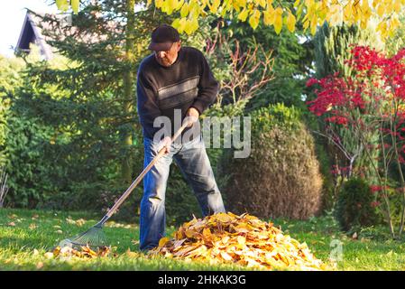 Älterer Mann, der im Herbst im Garten gefallene Blätter abraubt. Gärtner, der während der Herbstsaison in seinem Garten arbeitet. Stockfoto