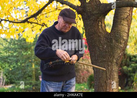 Porträt eines lächelnden älteren Mannes beim Reinigen des Rechen von Blättern im Herbst. Alter Bauer, der im Garten gefallene Blätter abraubt Stockfoto