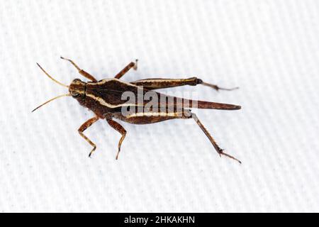 Slender Groundhopper (Tetrix subulata) lockte das Licht auf den Stoff. Stockfoto