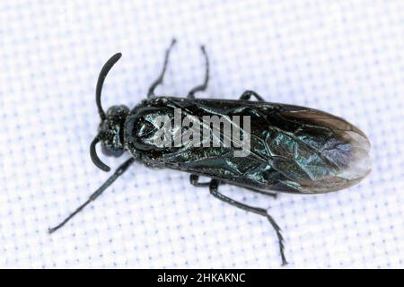 Makroaufnahme schwarze Soldatenfliege (Arge berberidis) lockte zum Licht auf den Stoff. Die Larven sind Schädlinge verschiedener Pflanzen. Stockfoto