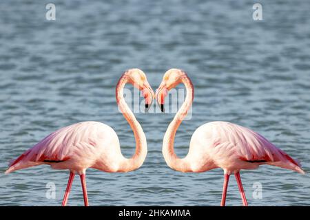 Zwei rosafarbene Flamingos, die zum valentinstag eine Herzform bilden Stockfoto