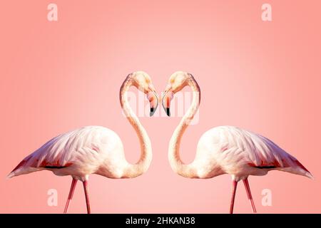 Zwei rosa Flamingos, die eine Herzform bilden Stockfoto