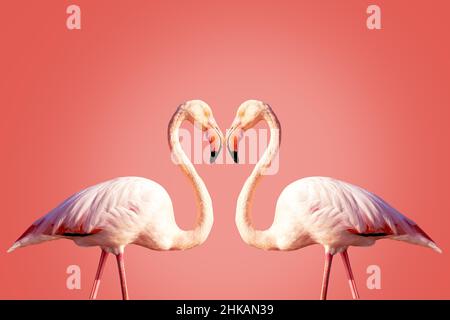 Zwei rosa Flamingos, die eine Herzform bilden Stockfoto