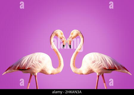 Zwei rosafarbene Flamingos, die zum valentinstag eine Herzform bilden Stockfoto