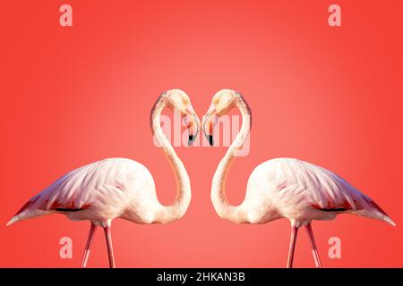 Zwei rosa Flamingos, die eine Herzform bilden Stockfoto