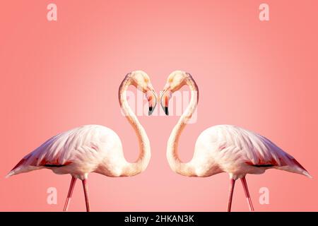 Zwei rosa Flamingos, die eine Herzform bilden Stockfoto