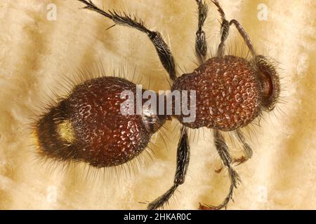 Super Makro-Rückenansicht der Samtenen Ameise (Ephutomorpha ferruginata), Südaustralien Stockfoto