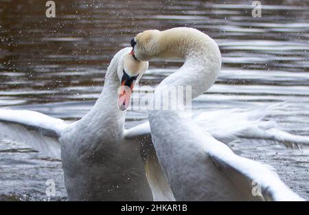 London, England, Großbritannien. 3rd. Februar 2022. Zwei Schwäne kämpfen im St. James's Park in London. (Bild: © Tayfun Salci/ZUMA Press Wire) Stockfoto