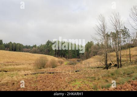 Kielder England: 13th. Januar 2022: Blick auf den Kielder Wald an einem Wintertag Stockfoto