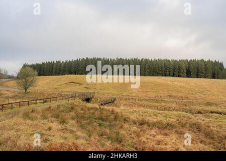 Kielder England: 13th. Januar 2022: Blick auf den Kielder Wald an einem Wintertag Stockfoto