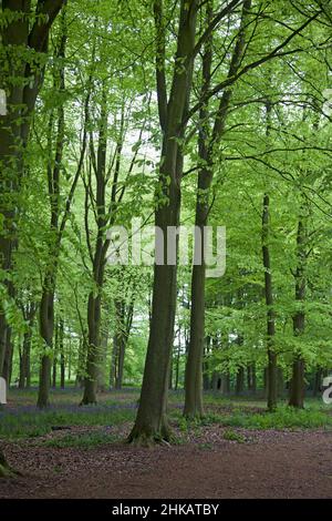 Ein ruhiger Fleck von hohen Frühlingskugeln in voller Blattgröße in einem englischen Wald, mit Bluebellen, die den Boden bedecken Stockfoto