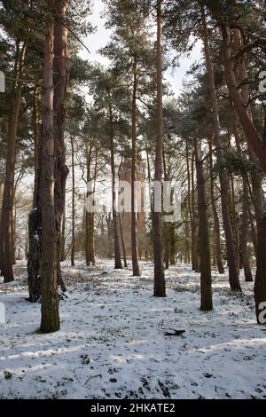 Ein Winterbild von Faringdon Folly, versteckt hinter Pinien, mit einer Schneeschicht, die den Boden bedeckt Stockfoto