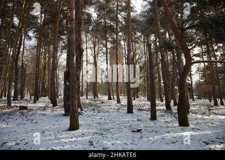 Ein Winterbild von Faringdon Folly, versteckt hinter Pinien, mit einer Schneeschicht, die den Boden bedeckt Stockfoto