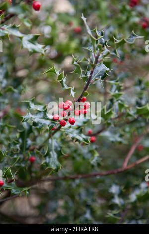 Nahaufnahme eines Stechpalmenzweiges mit grünen, glänzenden, spitzen Blättern und leuchtend roten Beeren, die oft auf Weihnachtskarten, Kränzen und Girlanden verwendet werden Stockfoto
