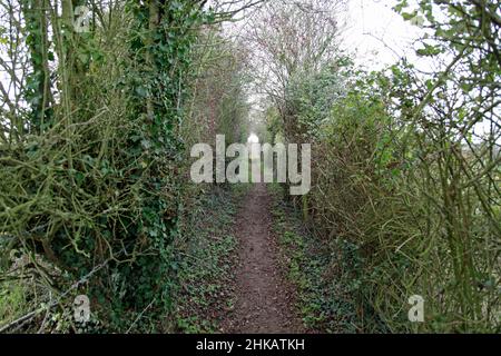 Schmale, einzelne Schotterspur, die zwischen zwei Feldern mit Pflanzen und Vegetation zu jeder Seite führt, aufgenommen im Winter Stockfoto