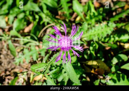 Kleine blaue Blume von Centaurea montana, allgemein bekannt als mehrjährige Kornblume, Bergkornblume, Junggesellenblatte, Bergkrautkraut oder Berg b Stockfoto