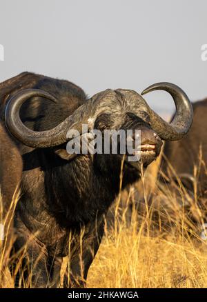 Afrikanischer Büffelbulle, Reaktion der Flehmen, Südafrika Stockfoto