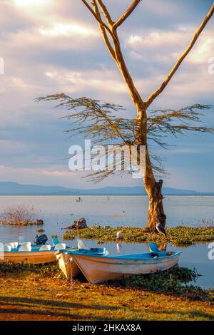 Blick auf blaue Safaritourenboote am Ufer des Lake Naivasha, Kenia, mit einem Marabou und einem gelbbillügeligen Storch im Hintergrund Stockfoto