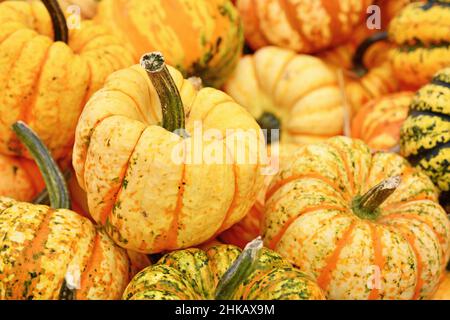 Yellow Carnival Squashe in Haufen von Kürbissen Stockfoto