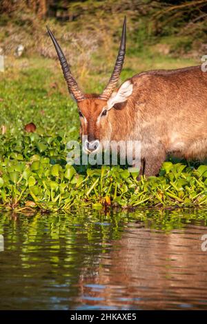 Wunderschöne Aussicht auf einen männlichen Wasserbock, der Wasserhyazinthen am Ufer des Lake Naivasha, Kenia, isst Stockfoto