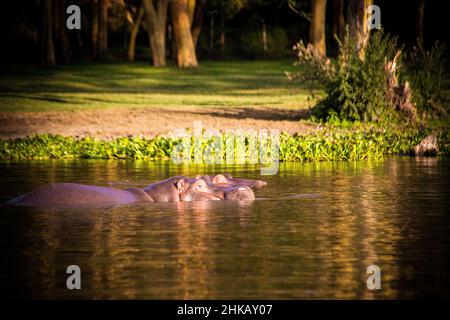 Blick auf zwei Nilpferde in den Gewässern nahe dem Ufer des Lake Naivasha in Kenia Stockfoto