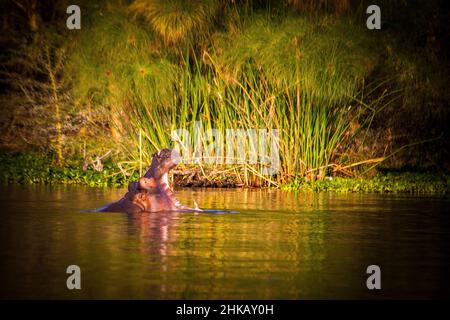 Blick auf ein Nilpferd, das aus dem Wasser ragt und herzlich gähnt, Lake Naivasha, Kenia Stockfoto