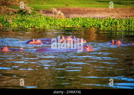 Blick auf eine Herde von Nilpferden, die in den Gewässern nahe dem Ufer des Lake Naivasha in Kenia schlummern Stockfoto