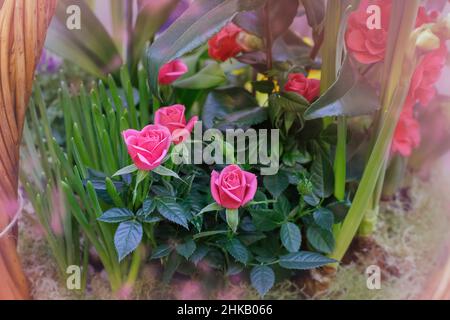 Zarte rosa Blüten von Miniaturrosen. Geschenkpflanzen Stockfoto