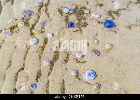 Blaue Quallen am Strand an der Nordsee Stockfoto