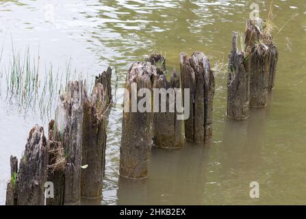 Gebrochene Baumstämme im dunklen Wasser auf der Stelle des Piers Stockfoto