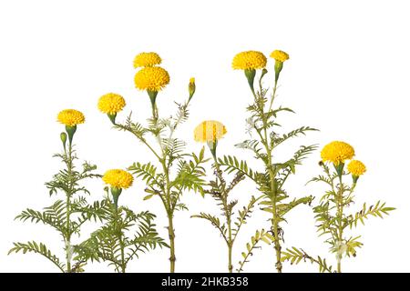 Ringelblumen im Garten, leuchtend gelbe Blüten isoliert auf weißem Hintergrund Stockfoto