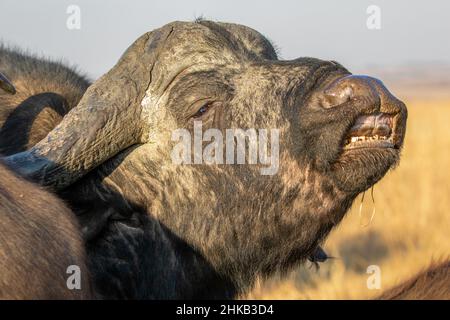 Afrikanischer Büffelbulle, Reaktion der Flehmen, Südafrika Stockfoto