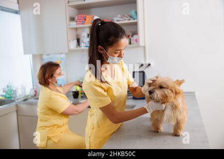 Foto des Tierarztes, der in der Klinik untersucht Stockfoto