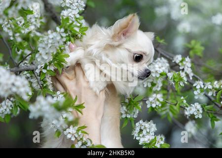 Porträt eines schönen chihuahua in weißen Blüten. Stockfoto