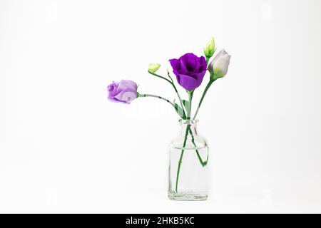 Schöne violette Blüten eustoma in transparenter Vase mit auf weißem Hintergrund mit Kopierraum Stockfoto