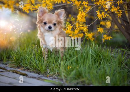 Porträt eines schönen chihuahua in gelben Blüten. Stockfoto