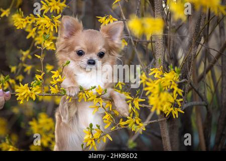 Porträt eines schönen chihuahua in gelben Blüten. Stockfoto