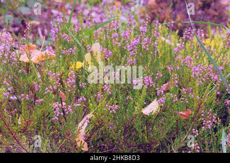 Heide wächst reichlich auf Moor und Heide. In einem rustikalen Garten wächst lila-blühende Heidekraut. Nahaufnahme. Stockfoto